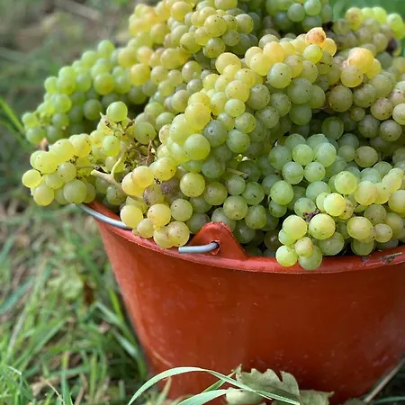 Lejlighed Ruedlins-winzerhof