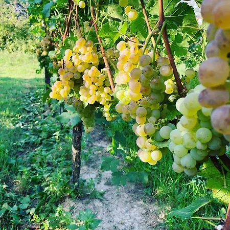 Ruedlins-winzerhof * Auggen