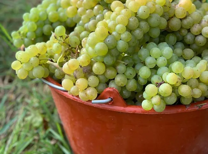 Appartamento Ruedlins-winzerhof